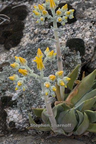 dudleya cymosa ssp cymosa 5 graphic